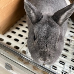 うさぎ　飼い主病気のため助けてください