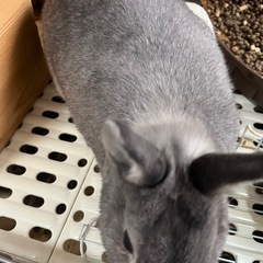 うさぎ　飼い主病気のため助けてください - 北本市