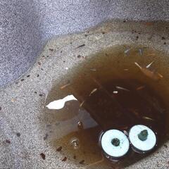 ミックス めだか メダカ 幼魚～成魚 25匹