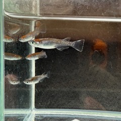 ブロンズ ♂2︎︎ ♀6