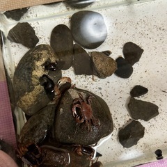 天然サワガニの画像