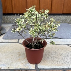 【終了しました】アベリア　コンフェッティー