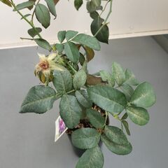 バイオレッドヒル ツルバラ 蔓薔薇 観葉植物