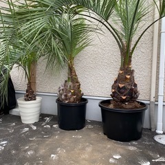 ココスヤシ　カナリーヤシ　アガベ ココスヤシ カナリーヤシ アガベ