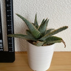 アロエドニー　鉢付き