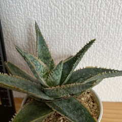 アロエドニー　鉢付きの画像