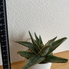アロエドニー　鉢付きの画像