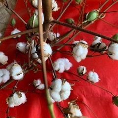 コットンフラワー(綿の木）
の画像