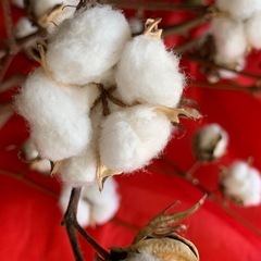 コットンフラワー(綿の木）

