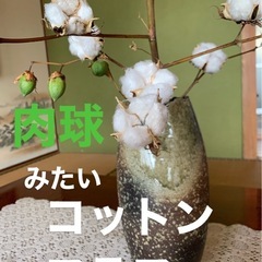 コットンフラワー(綿の木）
の画像
