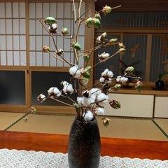 コットンフラワー(綿の木）
の画像