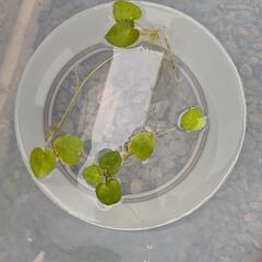 トチカガミ　水草　浮草　2株