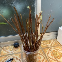 びっくりグミ　穂木の画像