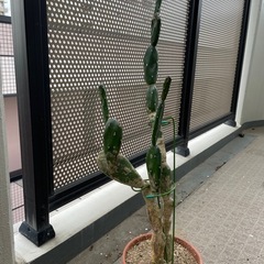 スミコケシ 約70cm　素焼き鉢つき