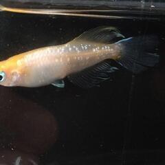 〆完売【発送可】極上 ハイビスカス メダカ 成魚 1ペアの画像