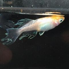 〆完売【発送可】極上 ハイビスカス メダカ 成魚 1ペア