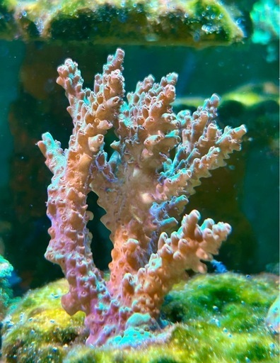 ストロベリーショートケーキとチェリーブロッサム、ピカチュウ