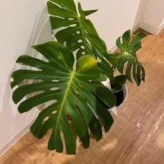 モンステラ　　高さ65cmの画像
