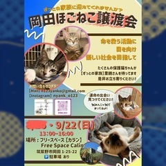【岡田ほごねこ譲渡会】2024.09