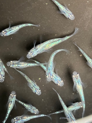 (決まりました)今年最後！　サファイア　メダカ　稚魚〜若魚　２０匹＋α
