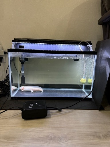 ジャンボウーパールーパー水槽セット