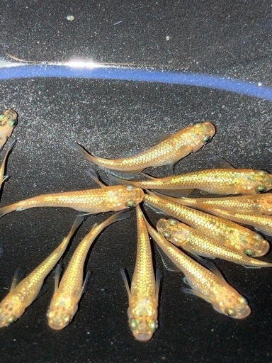 (決まりました)サンシャイン　メダカ　若魚　１０匹＋α