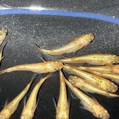 (決まりました)サンシャイン　メダカ　若魚　１０匹＋α　