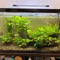 【22日、23日限定20%OFF！】熱帯魚水草　アヌビアス・ナナ...