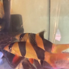 クラウンローチ　 ±9cm 熱帯魚
   の画像