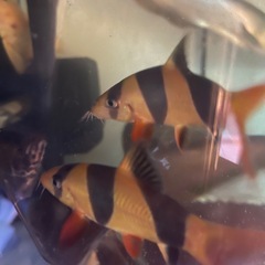 クラウンローチ　 ±9cm 熱帯魚
   の画像