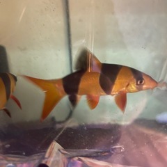 クラウンローチ　 ±9cm 熱帯魚
   の画像
