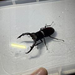 マンディブラリスフタマタクワガタ③ペア
の画像