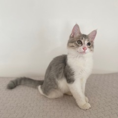 ずっとの家族が決まりました❣️長毛白グレーの男の子生後3ヶ月