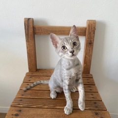 ずっとの家族が決まりました❣️いろちゃん✨人も猫も大好き生後3ヶ...