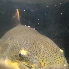 特大レッドテールキャット、ナマズ、大型魚、熱帯魚