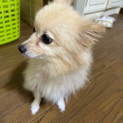 ポメラニアン　メスです