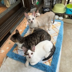 子猫譲ります！！