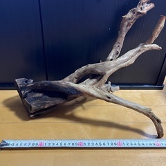 水槽用　流木