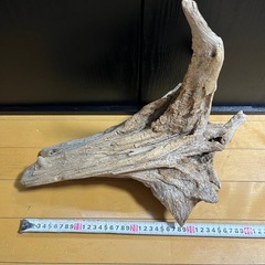 トリケラトプスみたいな流木