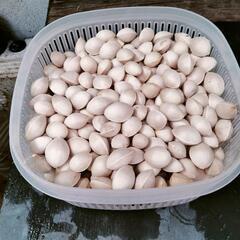 銀杏100g⇒100円！の画像