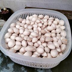 銀杏100g⇒100円！の画像