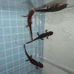 訳アリ：オキナワシリケンイモリ幼体4匹（上陸済み、人工餌OK、送料別）#202416の画像