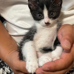保護猫　 - 猫