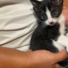 保護猫　 - 仙台市