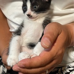 保護猫　