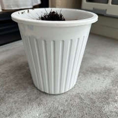 アジアンタム鉢　