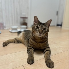 3本ですがなにか？