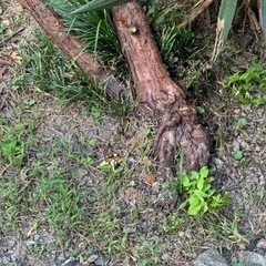 生活雑貨 家庭用品 ガーデニングの画像