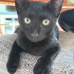 黒子ネコ推定４ヶ月です😺
