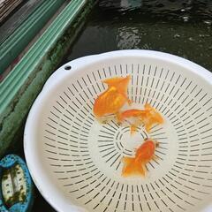 大阪らんちゅうの画像